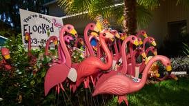 This Portland Company Leaves Dozens of Pink Plastic Flamingos on People’s Yards in the Middle of the Night.