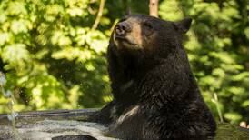 Takoda, the Youngest of the Oregon Zoo’s Black Bear Family, Has Died