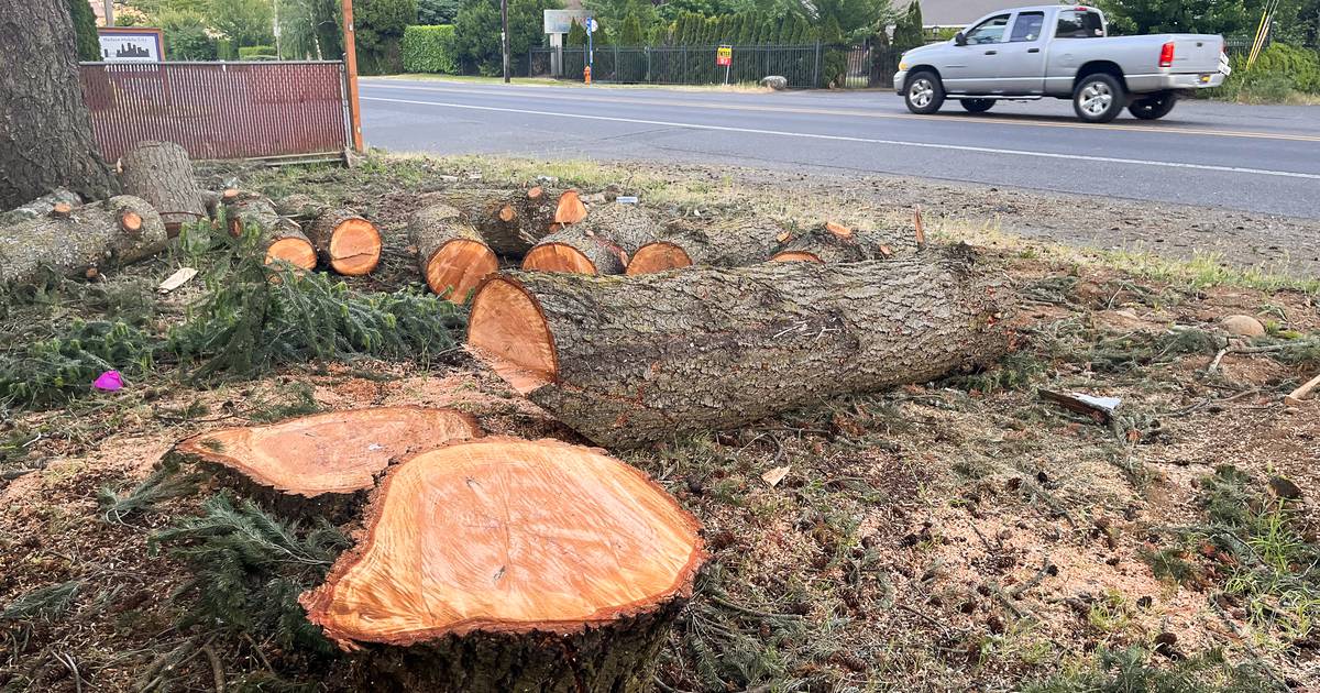 A Major Investment in East Portland Road Safety Will Deprive a Heat Island of 570 Trees