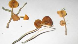 What Qualifications Must One Have to Be Hired as a  Psilocybin Guide?