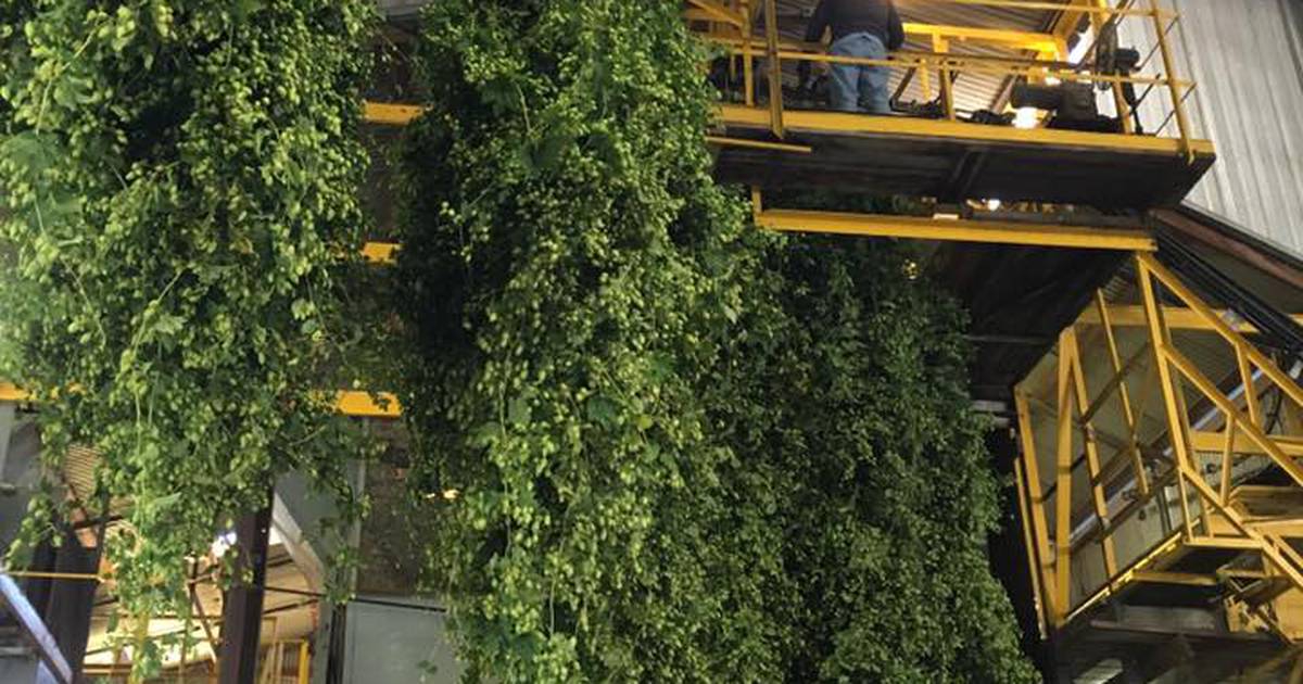 Oaks Park Oktoberfest Is Canceled, but the Portland Fresh Hops Festival