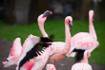 Oregon Zoo Quarantines Birds to Protect Them From Avian Flu