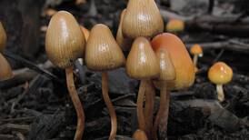 Washington County Will Stay on Board With Magic Mushrooms