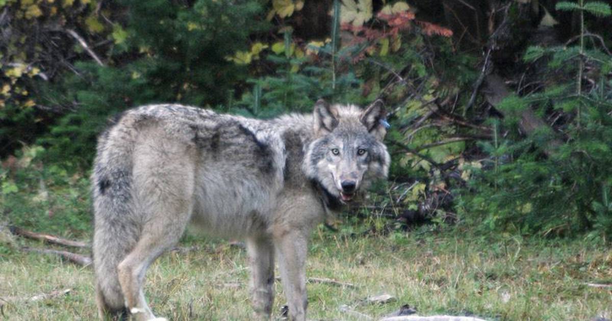 Gray Wolf Physiology – Wolves in The State of Oregon