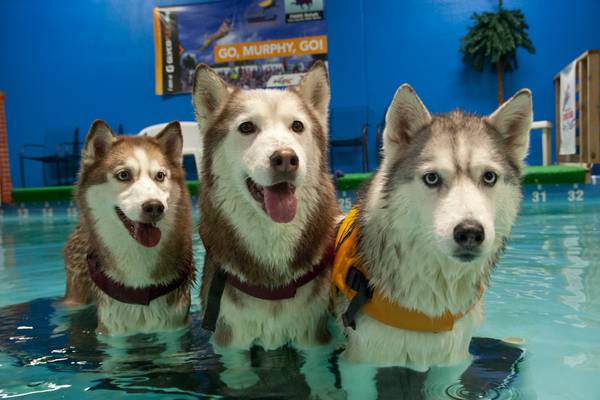 At Paws Rehab in Hillsboro, Dogs (and the Occasional Cat or Miniature Horse) Experience the Joys of Hydrotherapy 