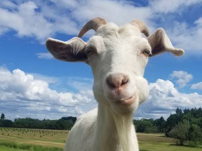Linda Williams Uses a Crew of Hungry Goats to Help Clear Portland’s Brush