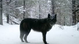 Reward Amount in Wolf Pack Poisoning Nears $50,000