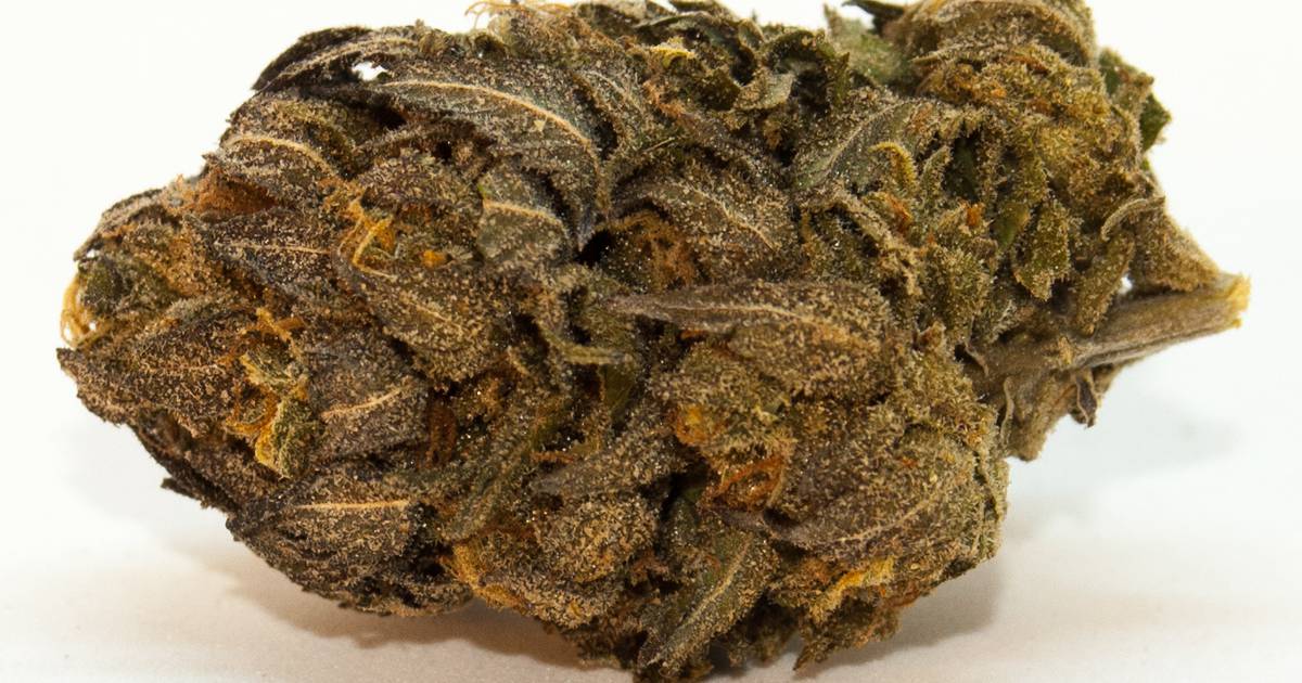 Strain Review: Chocolate Mint OG by Truly Oreganic
