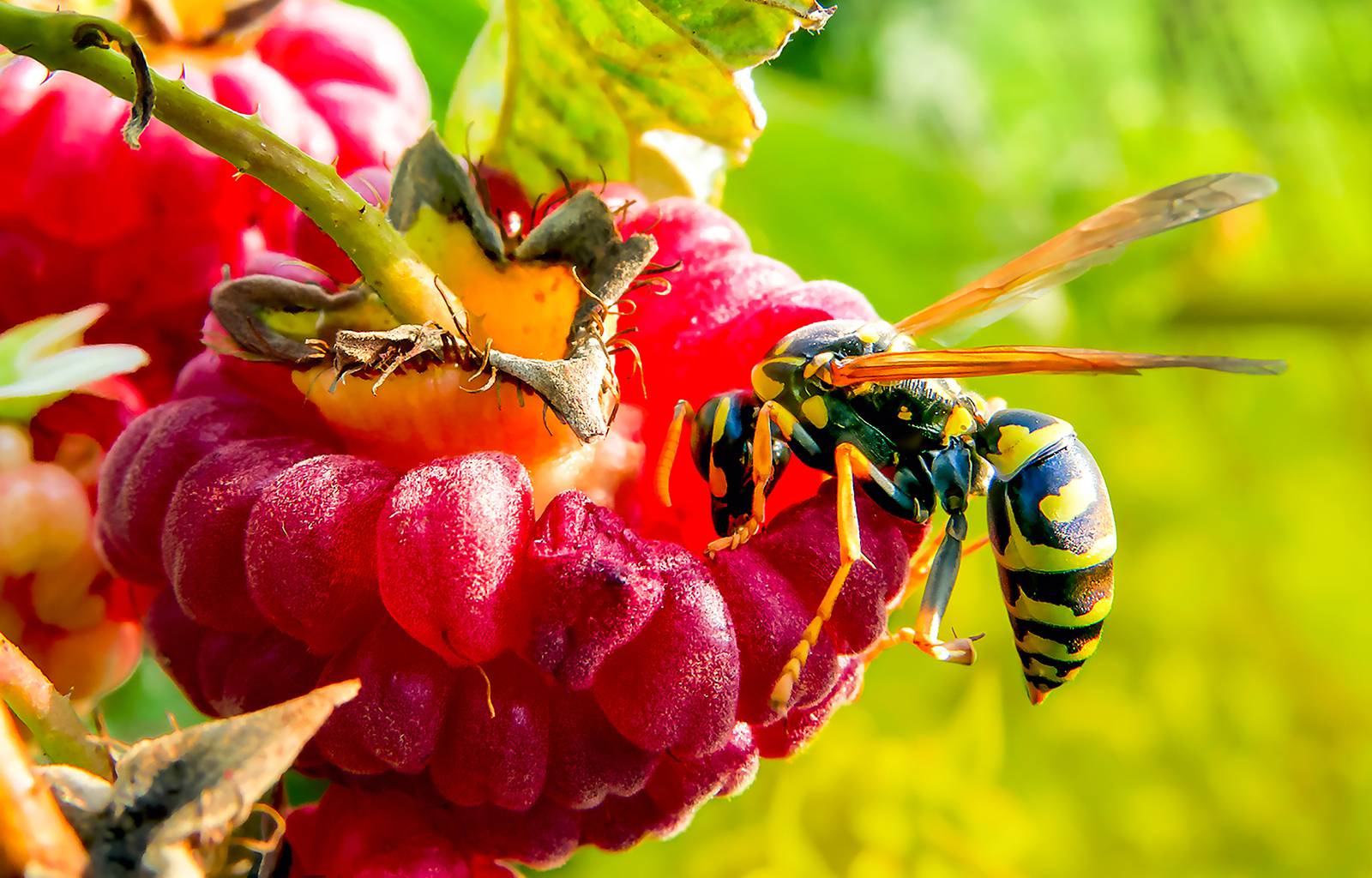 Are There Fewer Bees and More Wasps This Year?