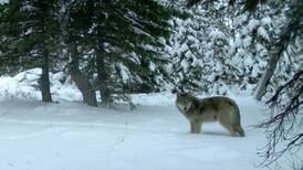 Reward Expands to $36,000 in Eastern Oregon Wolf Poisoning Case