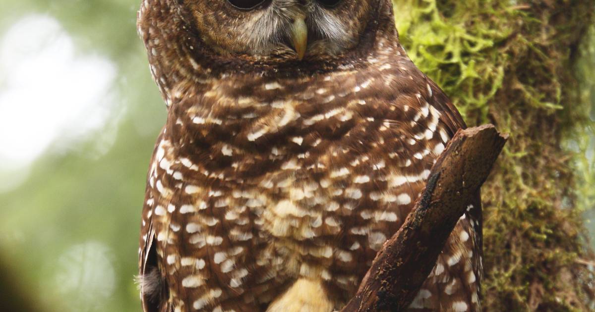 U.S. Fish and Wildlife Service Says Oregon’s Spotted Owl Should Be Reclassified as an Endangered Species