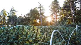 Here’s What’s In and What’s Out in Cannabis This Harvest Season