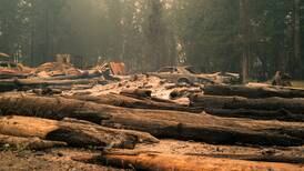 To Save Our Forests From Megafires, George Wuerthner Wants the Forest Service to Leave Oregon’s Woods Alone
