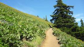 Dog Mountain Trail Permits Will Go on Sale March 15