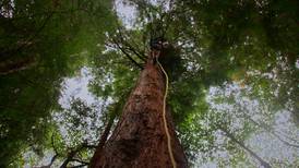 Redwood Forest Defense Activists Star in the Documentary Sentinels