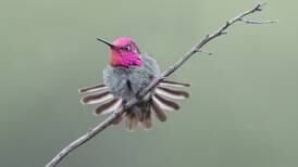 Are All These Hummingbirds Another Harbinger of Climate Doom?