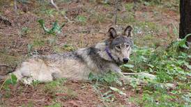 Famous Wolf OR-93, Who Traveled From Oregon to Southern California, Found Dead