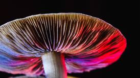 The Expense of Opening a Psilocybin Service Center Will Make Shrooms a Costly Experience
