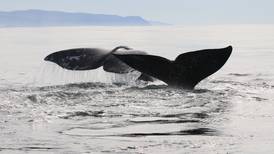 Trained Volunteers Will Not Be Stationed at Viewing Sites for March’s Whale Watching Week