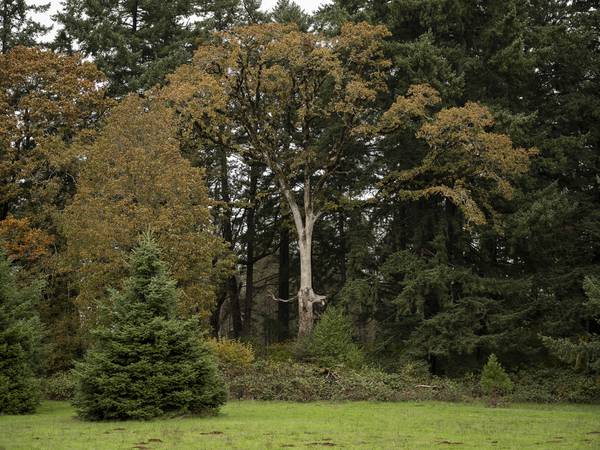 It’s Houses vs. Trees on a 30-Acre Parcel in the Heart of the Willamette Valley